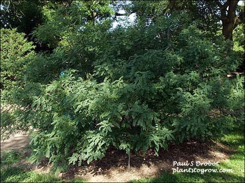 growing in the shade